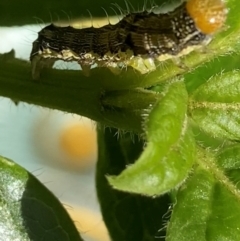 Lepidoptera unclassified IMMATURE at Theodore, ACT - 26 Feb 2024 04:35 PM