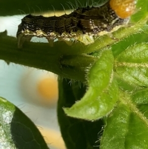 Lepidoptera unclassified IMMATURE at Theodore, ACT - 26 Feb 2024 04:35 PM