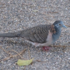 Geopelia humeralis (Bar-shouldered Dove) at Kununurra, WA - 5 Aug 2010 by MB