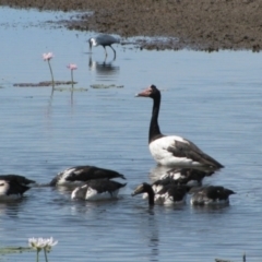 Anseranas semipalmata (Magpie Goose) at Wyndham, WA - 7 Aug 2010 by MB