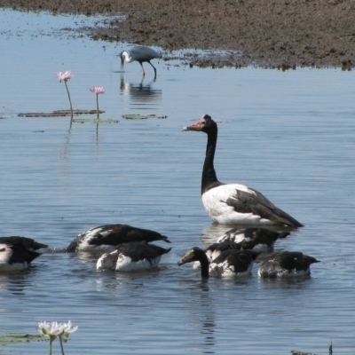 Anseranas semipalmata (Magpie Goose) at Wyndham, WA - 7 Aug 2010 by MB