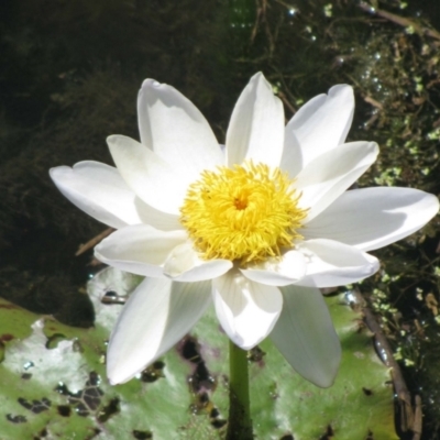 Nymphaea (genus) (Waterlily) at Wyndham, WA - 7 Aug 2010 by MB