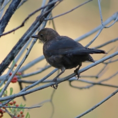 Turdus merula (Eurasian Blackbird) at Tumbarumba, NSW - 25 Feb 2024 by MichaelWenke