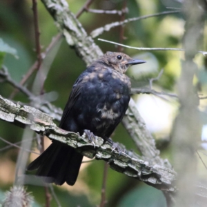 Turdus merula at Tumbarumba, NSW - 25 Feb 2024