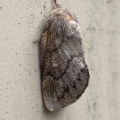 Pernattia pusilla (She-Oak Moth) at Mitchell, ACT - 26 Feb 2024 by SteveBorkowskis