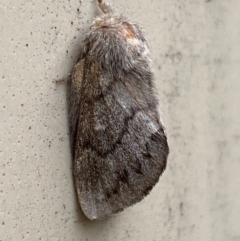 Pernattia pusilla at Mitchell, ACT - 26 Feb 2024