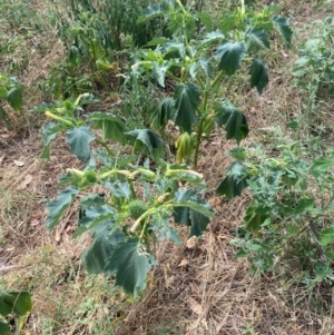 Datura stramonium at Molonglo River Reserve - 26 Feb 2024