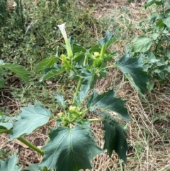 Datura stramonium at Molonglo River Reserve - 26 Feb 2024