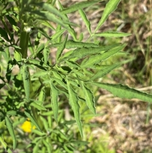 Bidens subalternans at Molonglo River Reserve - 26 Feb 2024