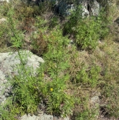 Bidens subalternans at Molonglo River Reserve - 26 Feb 2024