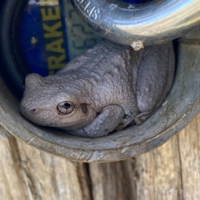 Litoria peronii (Peron's Tree Frog, Emerald Spotted Tree Frog) at Molonglo, ACT - 26 Feb 2024 by SteveBorkowskis