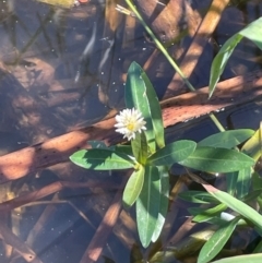 Alternanthera philoxeroides (Alligator Weed) at Yarralumla, ACT - 25 Feb 2024 by JaneR