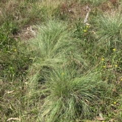 Eragrostis curvula (African Lovegrass) at Watson, ACT - 26 Feb 2024 by waltraud