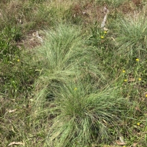 Eragrostis curvula at Mount Majura - 26 Feb 2024 12:02 PM