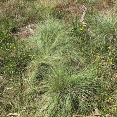 Eragrostis curvula (African Lovegrass) at Watson, ACT - 26 Feb 2024 by waltraud