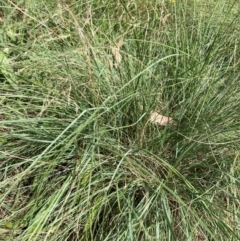 Eragrostis curvula at Mount Majura - 26 Feb 2024