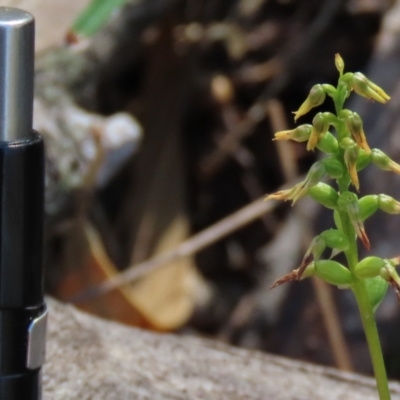 Corunastylis clivicola (Rufous midge orchid) at Hall, ACT - 18 Feb 2024 by AndyRoo