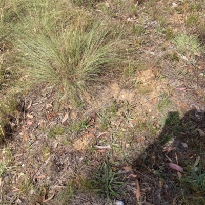 Eragrostis curvula (African Lovegrass) at Watson, ACT - 26 Feb 2024 by waltraud