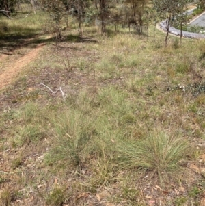 Eragrostis curvula at Mount Majura - 26 Feb 2024