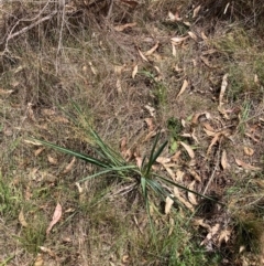 Dianella sp. aff. longifolia (Benambra) (Pale Flax Lily, Blue Flax Lily) at Watson, ACT - 26 Feb 2024 by waltraud