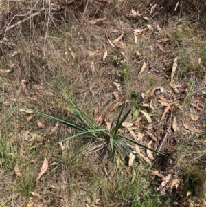 Dianella sp. aff. longifolia (Benambra) at Mount Majura - 26 Feb 2024 12:08 PM