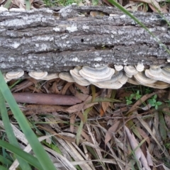 Trametes versicolor (Turkey Tail) at Mongarlowe River - 18 Aug 2020 by arjay