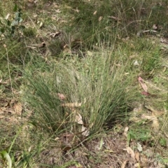 Poa sieberiana (Poa Tussock) at Watson, ACT - 26 Feb 2024 by waltraud