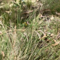 Poa sieberiana at Mount Majura - 26 Feb 2024 11:58 AM