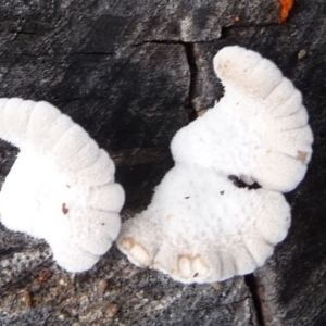 Schizophyllum commune at QPRC LGA - suppressed