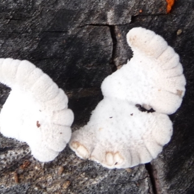 Schizophyllum commune (Split Gill Fungus) at QPRC LGA - 27 Mar 2020 by arjay