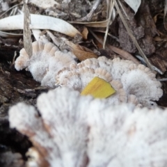 Schizophyllum commune at QPRC LGA - 27 Mar 2020