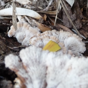 Schizophyllum commune at QPRC LGA - 27 Mar 2020