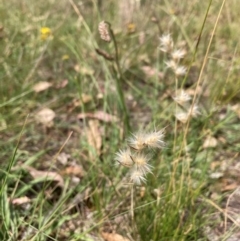 Rytidosperma sp. (Wallaby Grass) at Mount Majura - 26 Feb 2024 by waltraud