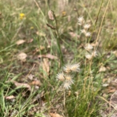 Rytidosperma sp. (Wallaby Grass) at Watson, ACT - 26 Feb 2024 by waltraud