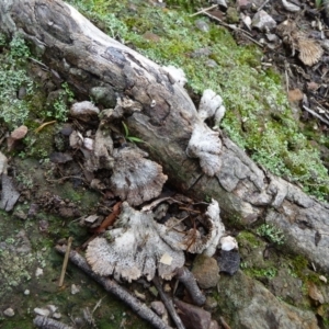 Schizophyllum commune at QPRC LGA - 27 Mar 2020