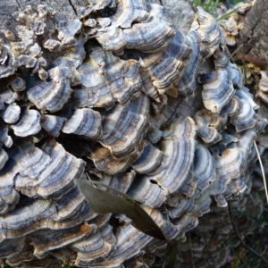 Trametes sp. at Mongarlowe River - suppressed