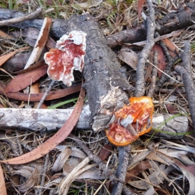 Unidentified Shelf-like to hoof-like & usually on wood at QPRC LGA - 26 Jan 2014 by arjay