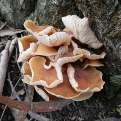 Rhodocollybia sp. at QPRC LGA - 1 Jul 2021 by arjay