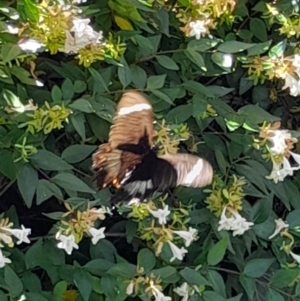 Papilio aegeus at Australian National University - 26 Feb 2024