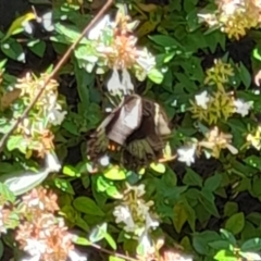 Papilio aegeus at Australian National University - 26 Feb 2024