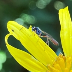 Ichneumonoidea (Superfamily) (A species of parasitic wasp) at Theodore, ACT - 26 Feb 2024 by Cardy