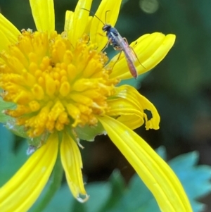 Ichneumonoidea (Superfamily) at Theodore, ACT - 26 Feb 2024