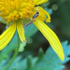 Ichneumonoidea (Superfamily) at Theodore, ACT - 26 Feb 2024