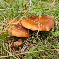 Suillus luteus (Slippery Jack) at Captains Flat, NSW - 26 Feb 2024 by Csteele4