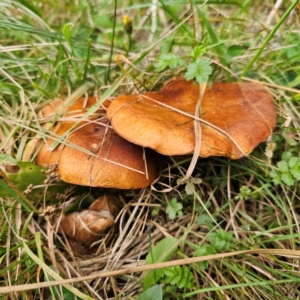 Suillus luteus at QPRC LGA - 26 Feb 2024 06:39 PM