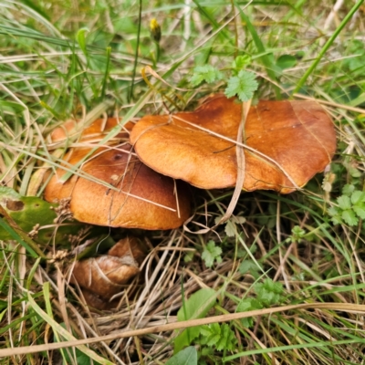 Suillus luteus (Slippery Jack) at Captains Flat, NSW - 26 Feb 2024 by Csteele4