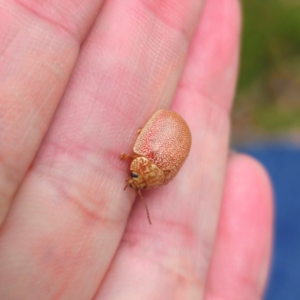 Paropsis atomaria at QPRC LGA - 26 Feb 2024