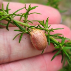 Paropsis atomaria at QPRC LGA - 26 Feb 2024