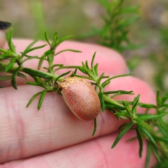 Paropsis atomaria at QPRC LGA - 26 Feb 2024