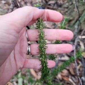 Cassinia aculeata subsp. aculeata at QPRC LGA - 26 Feb 2024